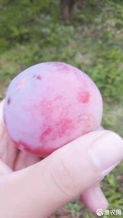 【農人直供】酸甜可口，一口咬下當季鮮！—— 原產地直發黃肉紅布林李子品鑒